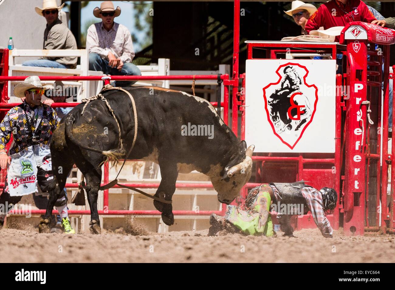 Cheyenne, Wyoming, USA. 26th July, 2015. Bull rider Tanner Bothwell is rammed by a bull after being tossed during the Bull Riding finals at the Cheyenne Frontier Days rodeo in Frontier Park Arena July 26, 2015 in Cheyenne, Wyoming. Frontier Days celebrates the cowboy traditions of the west with a rodeo, parade and fair. Stock Photo