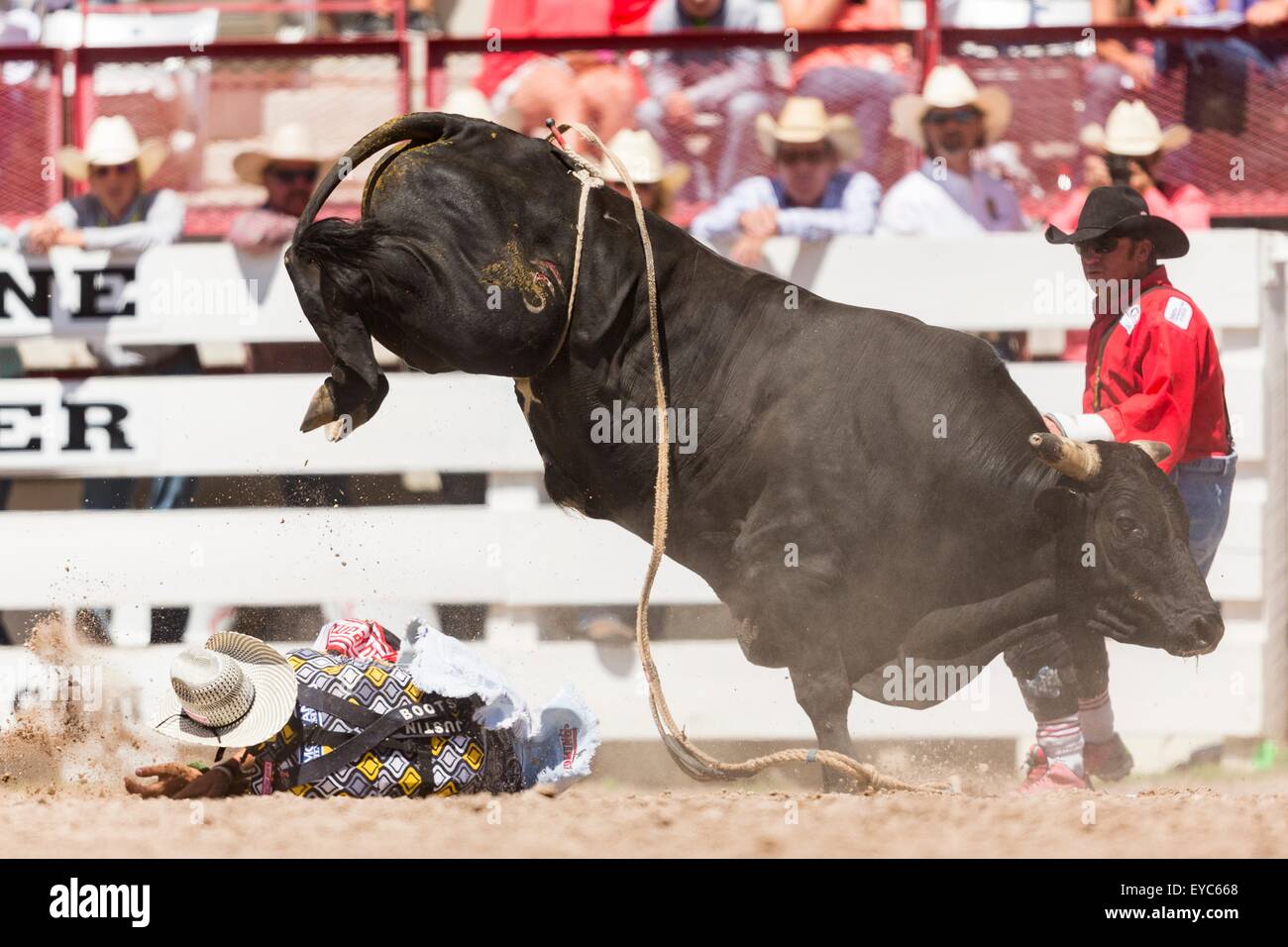 Cheyenne, Wyoming, USA. 26th July, 2015. Bullfighter Dusty Tuckness is stomped by an angry bull during the Bull Riding finals at the Cheyenne Frontier Days rodeo in Frontier Park Arena July 26, 2015 in Cheyenne, Wyoming. Frontier Days celebrates the cowboy traditions of the west with a rodeo, parade and fair. Stock Photo