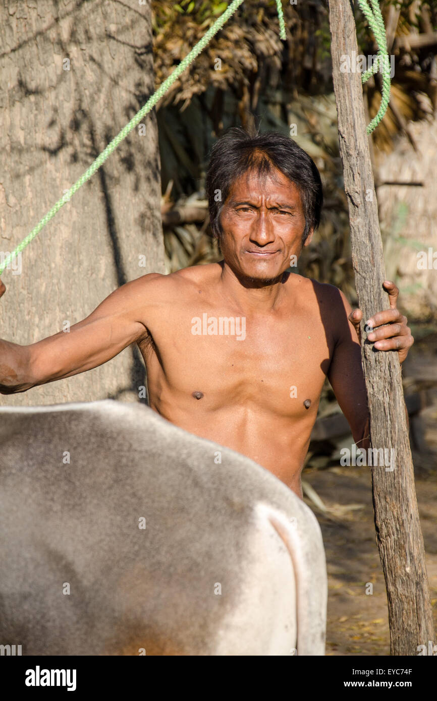 Burmese Village Life - Farmer tending cow Stock Photo