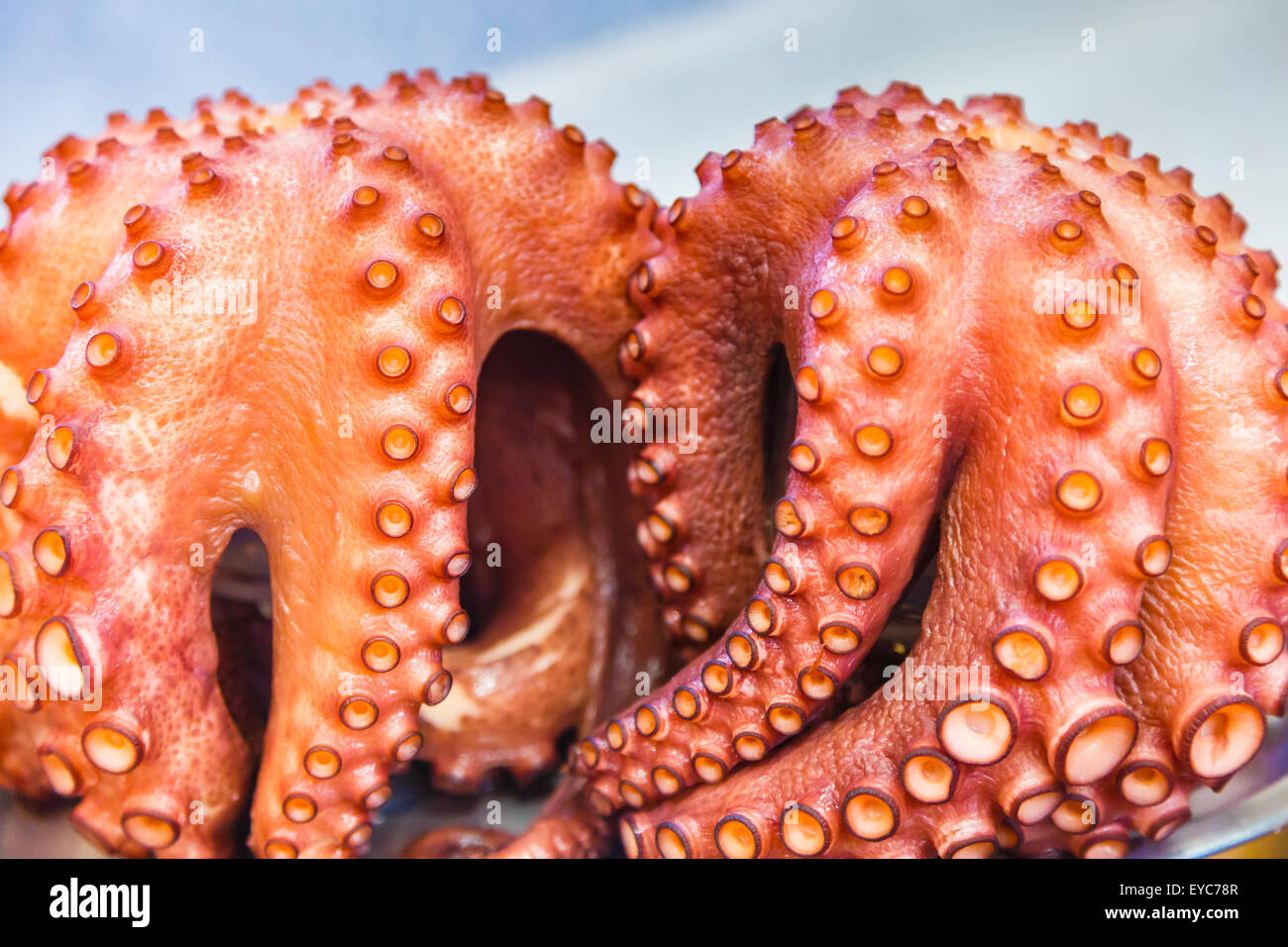 Boiled octopus. Stock Photo