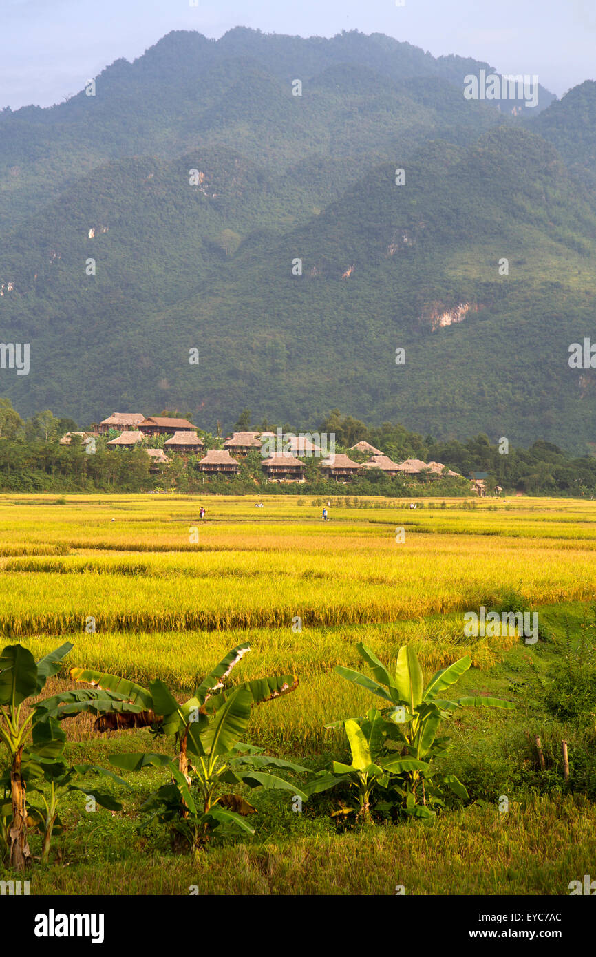 Rice fields near Mai Chau Stock Photo