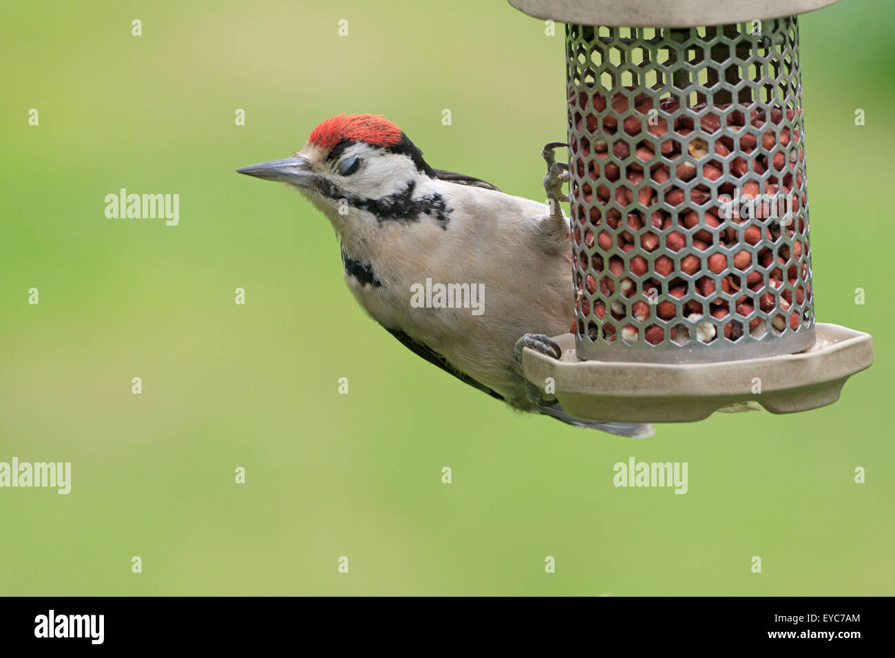 Juvenile great Spotted Woodpecker on bird feeder Stock Photo - Alamy