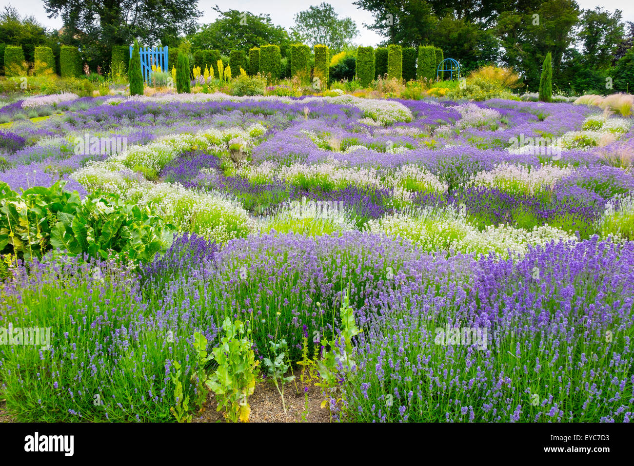 Yorkshire lavender at terrington hires stock photography and images Alamy