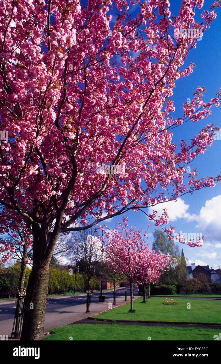 Cherry Trees In Blossom, Sion Mills, County Tyrone, Northern Ireland