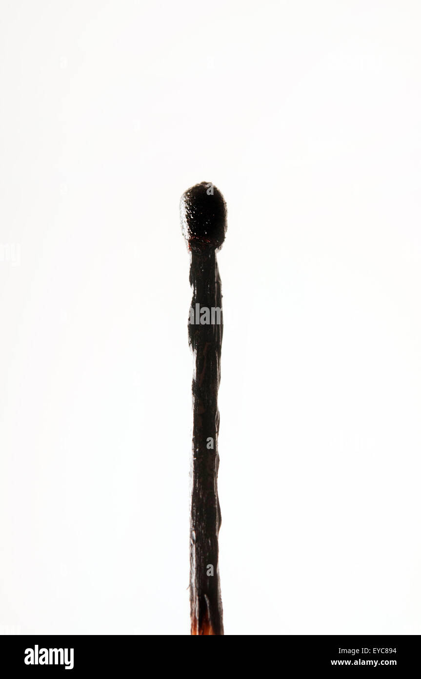closeup of a burnt match isolated Stock Photo