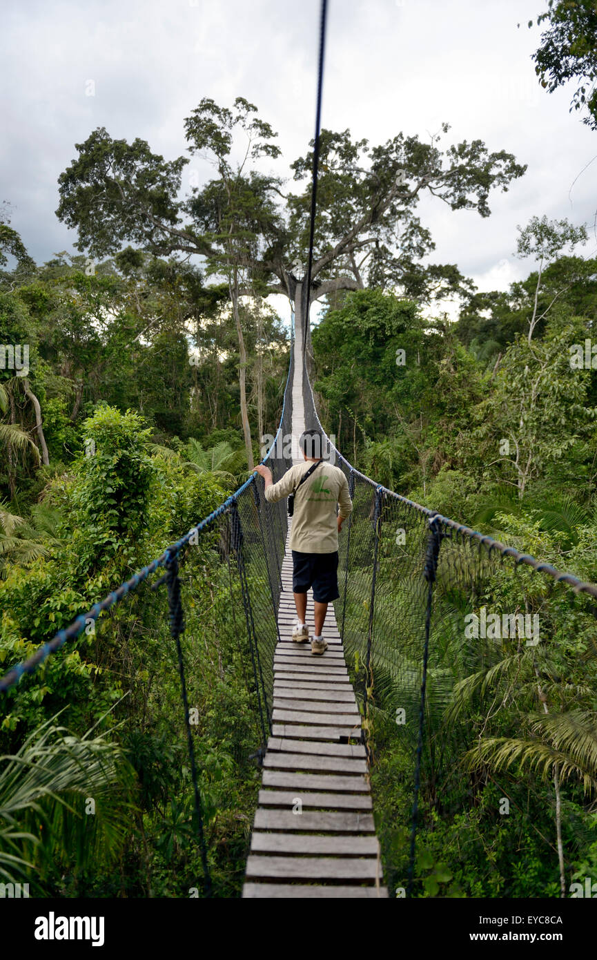 Suspension bridge between tall tropical trees of the Amazon rainforest, Jungle Lodge Estancia Bello Horizonte, Puerto Maldonado Stock Photo