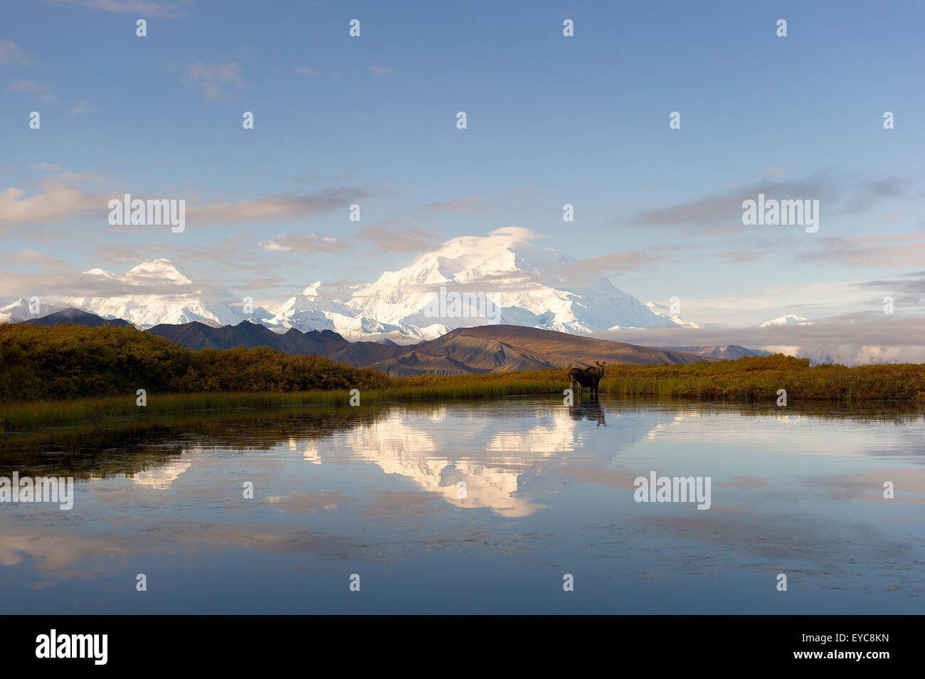 Mount Denali reflected in lake, Moose (Alces alces) standing in the