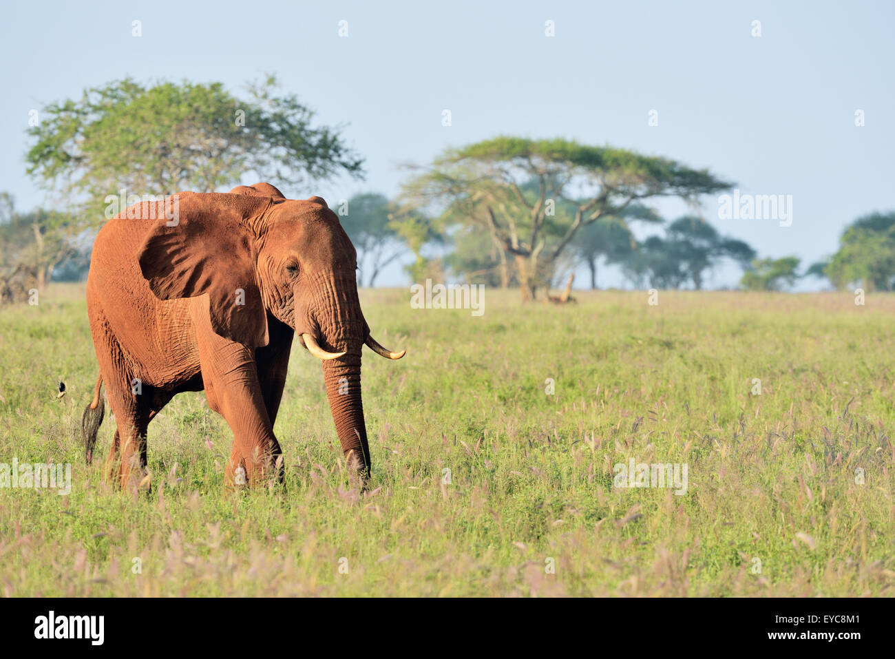 African Elephant bull (Loxodonta africana) in the morning light, coloured by red earth, Tsavo West, Kenya Stock Photo