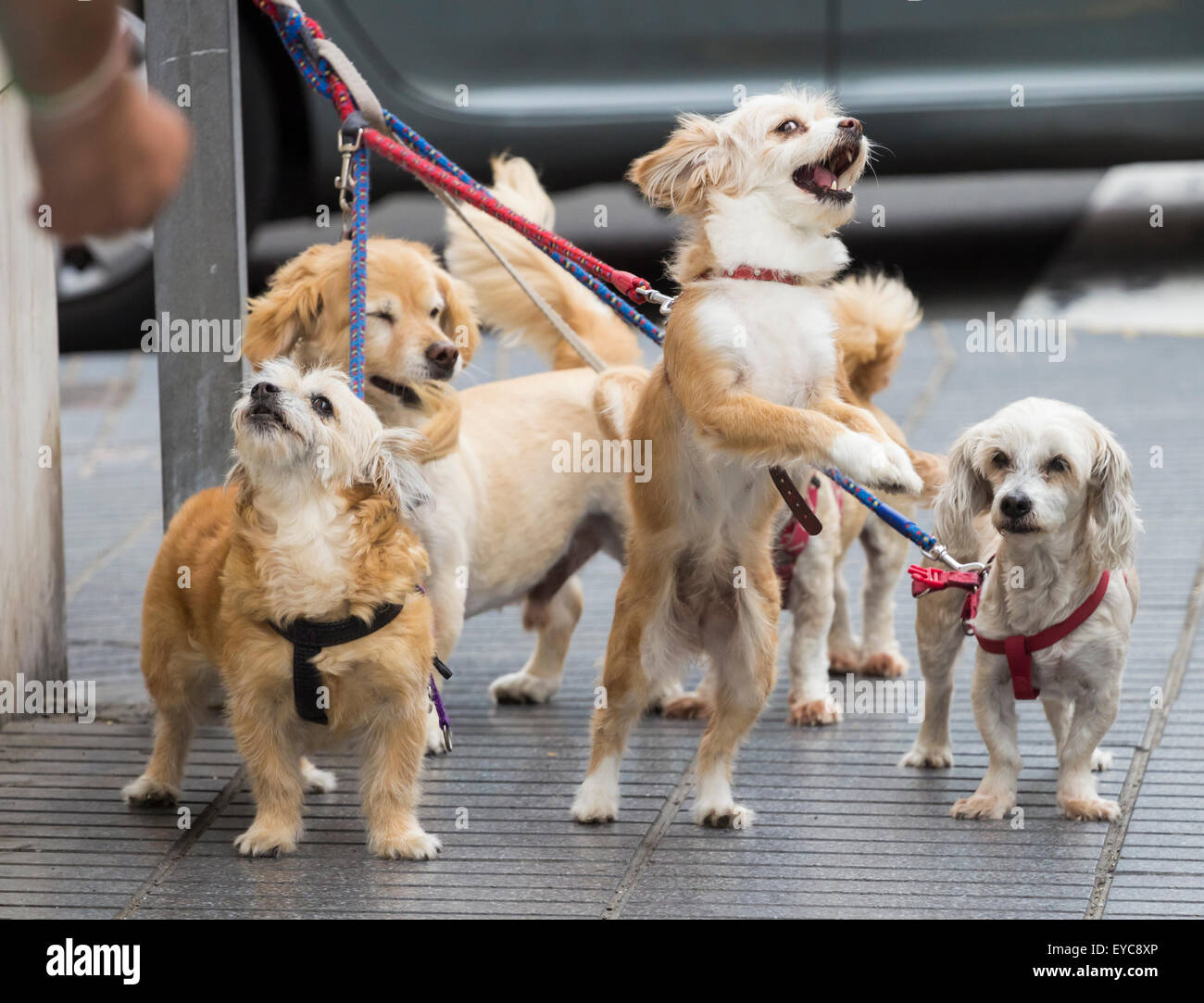 Series of images showing  dogs animated expressions and reactions as they wait for owner outside shop. search ajd123 to see all images. Stock Photo