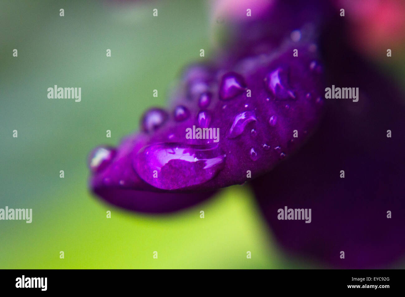 macro dew drops on purple flower petal Stock Photo