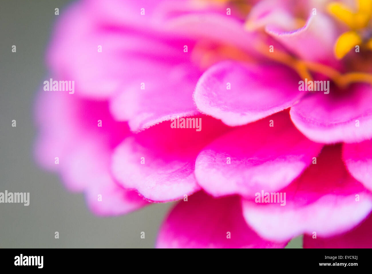 Crimson flower petals macro Stock Photo