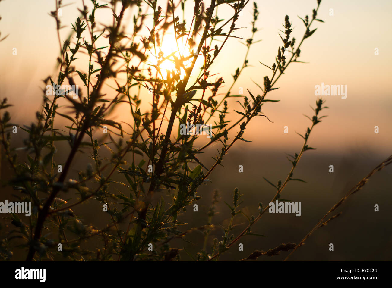 Sepia effect evening sun contours field plants Stock Photo