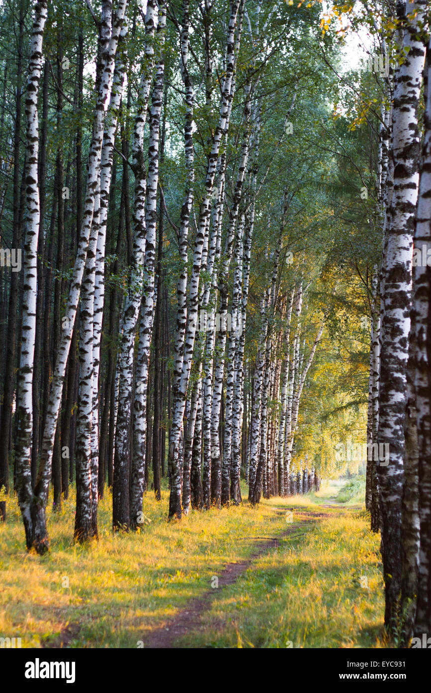 Russian birch alley natural background Stock Photo