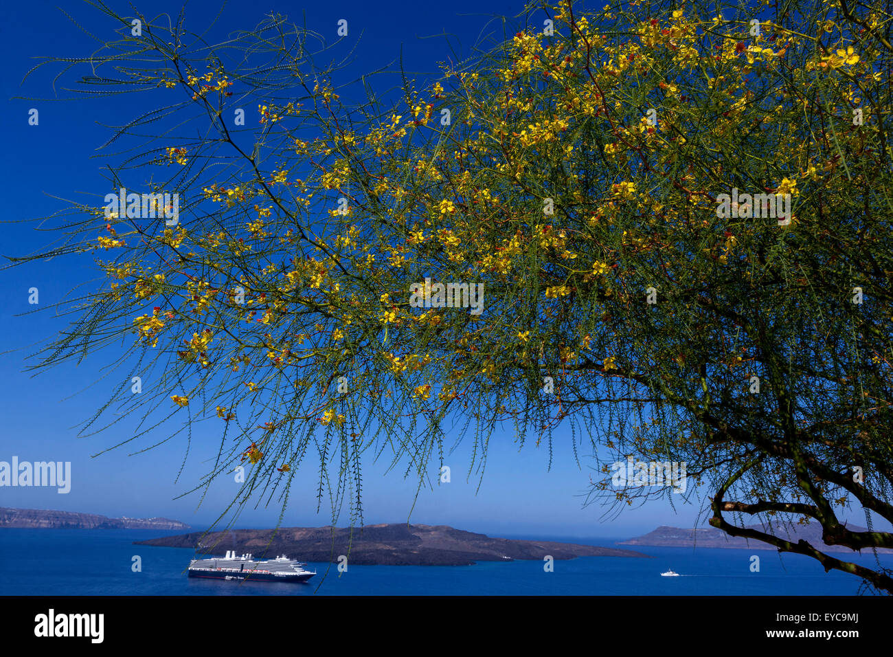 Flowering shrub, Palo Verde, Parkinsonia, Jerusalem Thorn Parkinsonia aculeata, Thira Santorini, Cyclades, Greek Islands, Greece Stock Photo