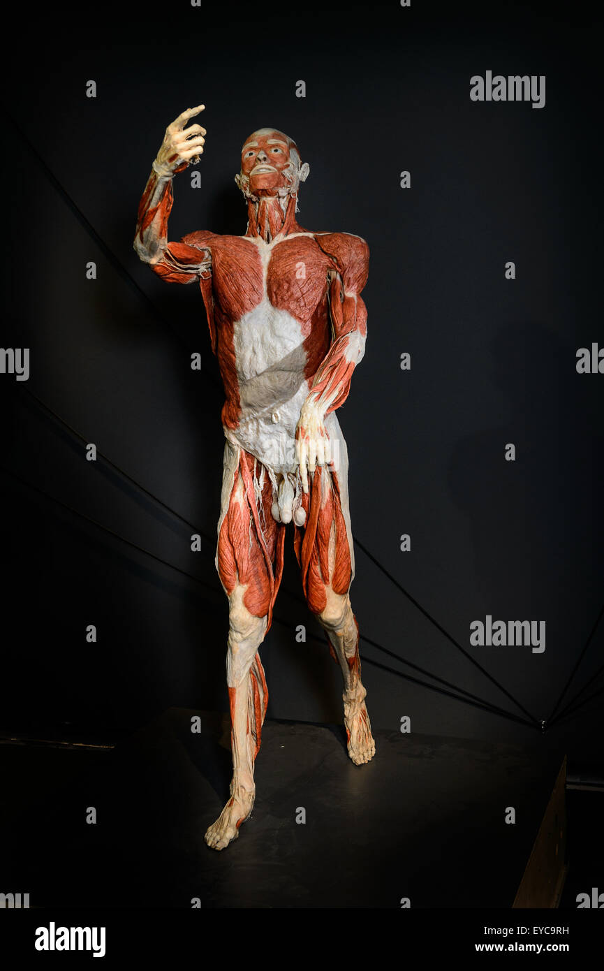 Berlin, Germany, the Plastinat Autopsy Body of Gunther von Hagens Stock Photo