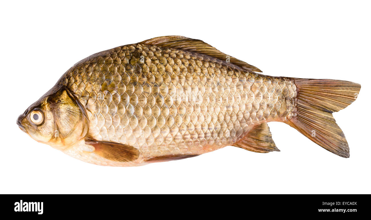 the silver crucian isolated on white background Stock Photo