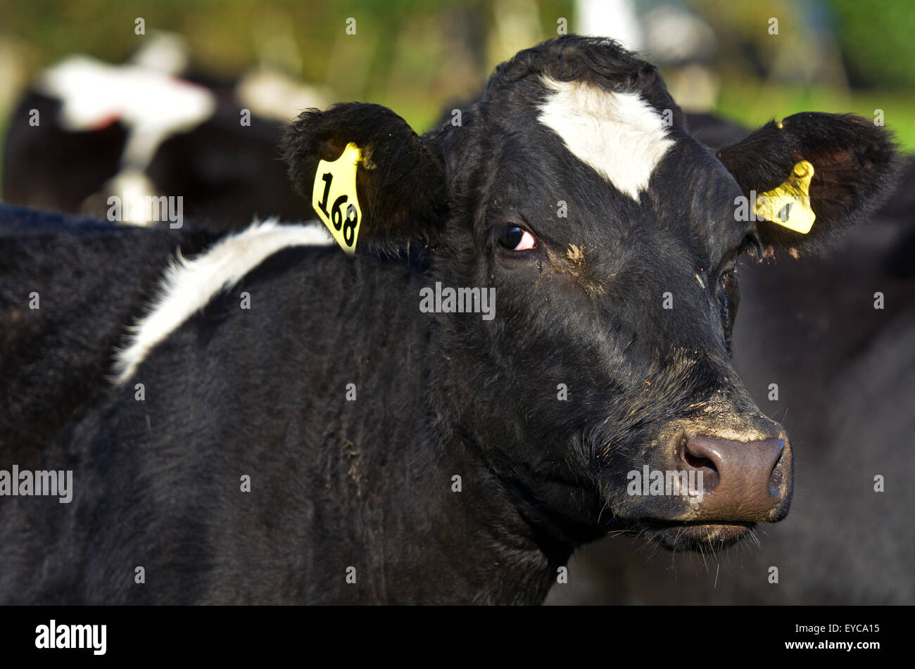 Holstein Friesland Cow High Resolution Stock Photography and Images Alamy