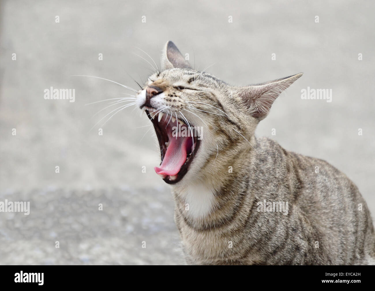 Cat yawn when it feel  so bored or tired Stock Photo