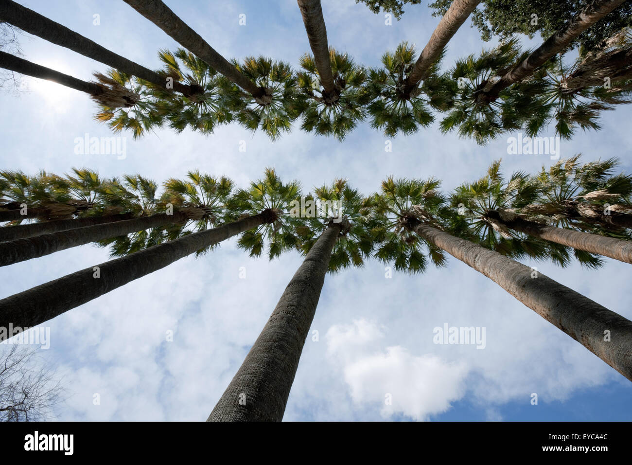 Rows of date palm trees (sp) Phoenix dactylifera, in the National gardens or Vassilikos Kipos of Athens. Syntagma. Greece Stock Photo