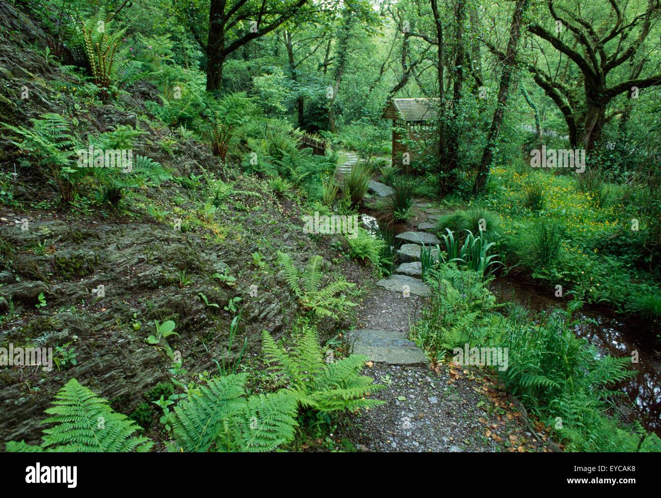 Liss Ard Gardens, Skibbereen, Co Cork, Ireland; Pathway Through A Forest Stock Photo