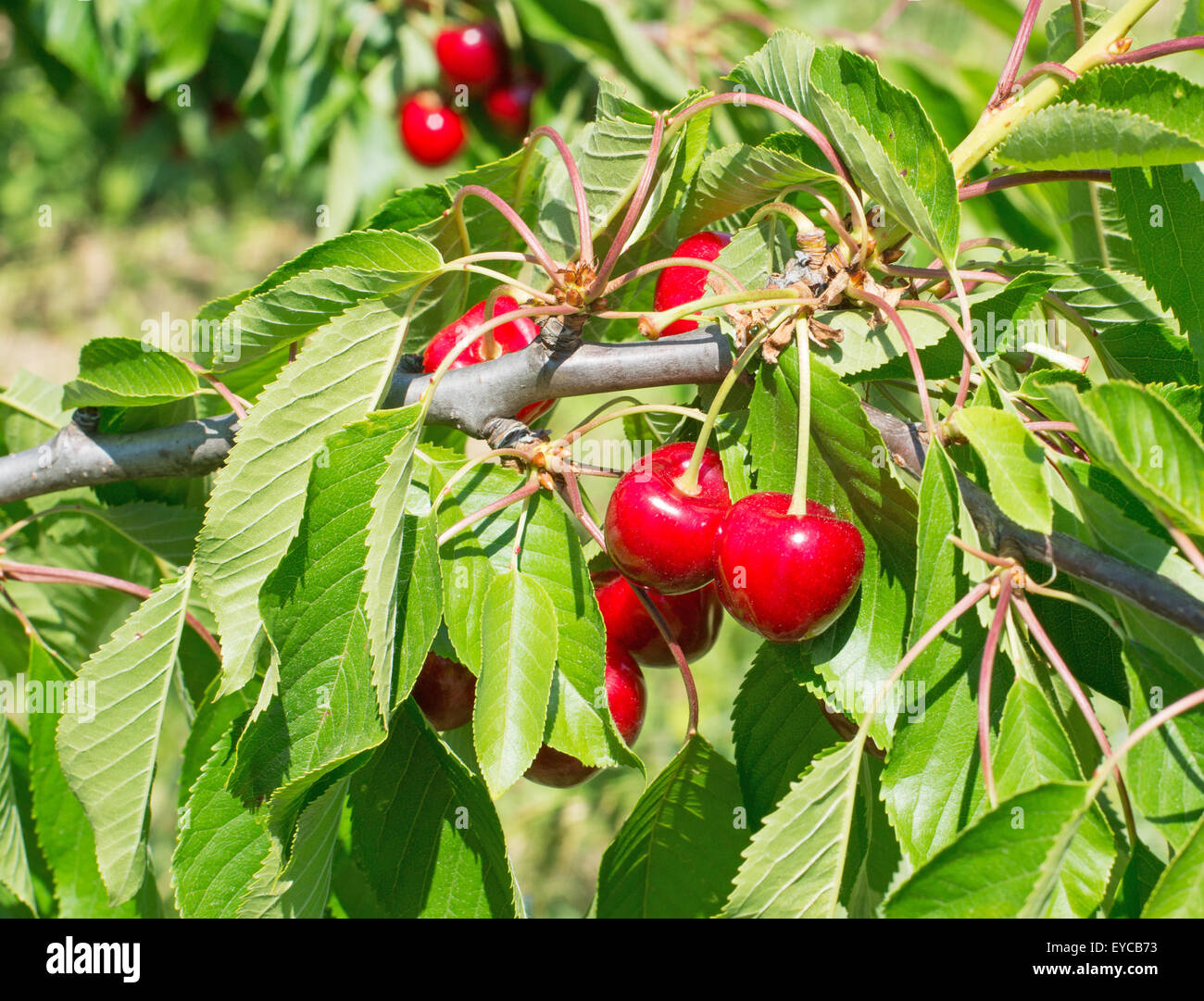 Cherries growing by the roadside at Paulhe near Millau, France, Europe