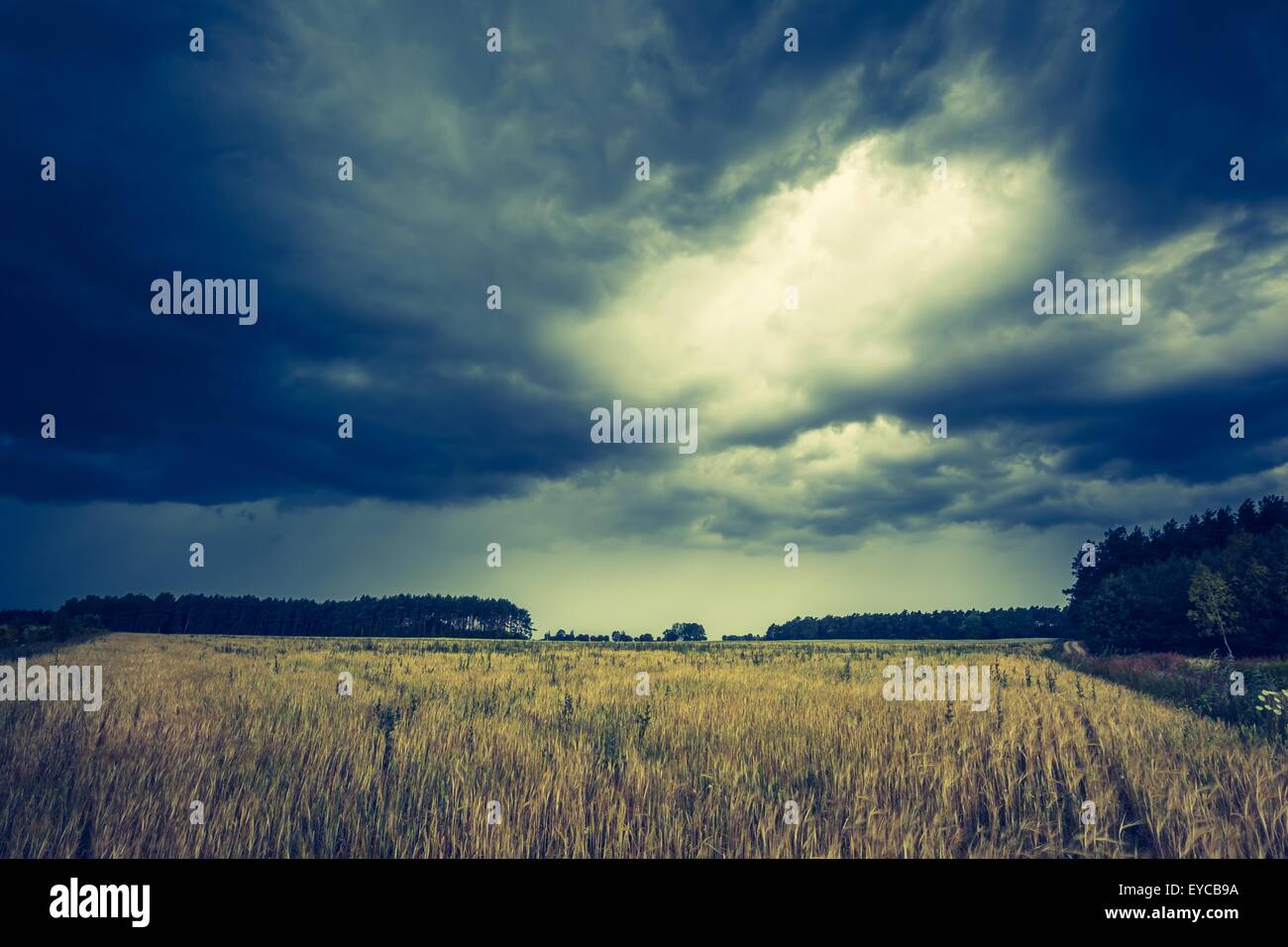 Vintage photo of dark stormy clouds over corn field at summer ...