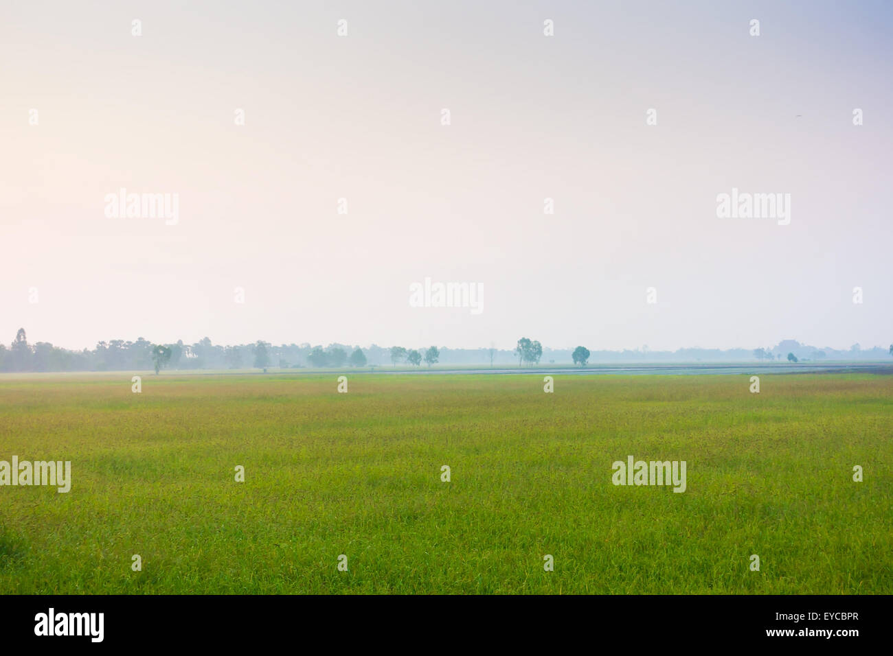 The fog covers the rice field. Rice cultivation for the staple food in Asia. Stock Photo