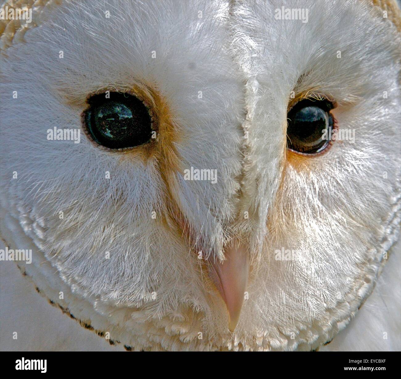 Birds' Eyes different eyes for different views of the world. Stock Photo