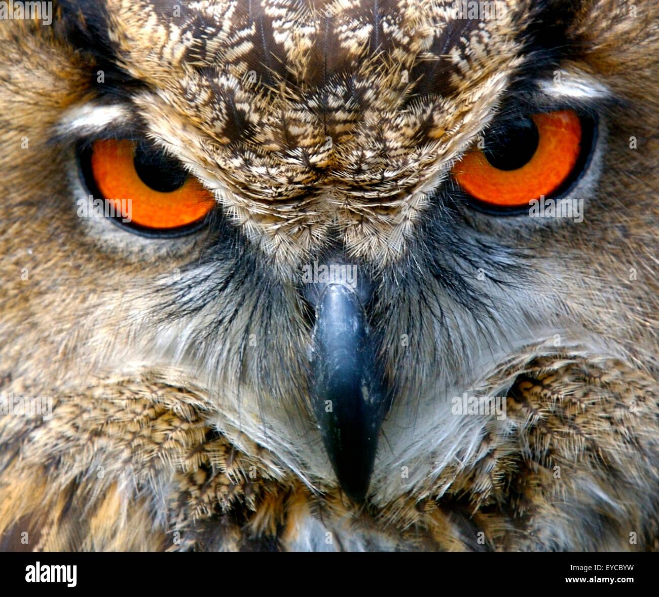 Birds' Eyes different eyes for different views of the world. Stock Photo