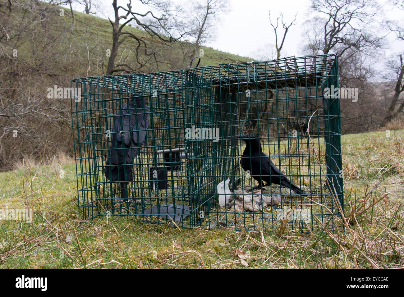 Carrion Crow in Larsen trap, used to control crow population in countryside. Cumbria, UK. Stock Photo