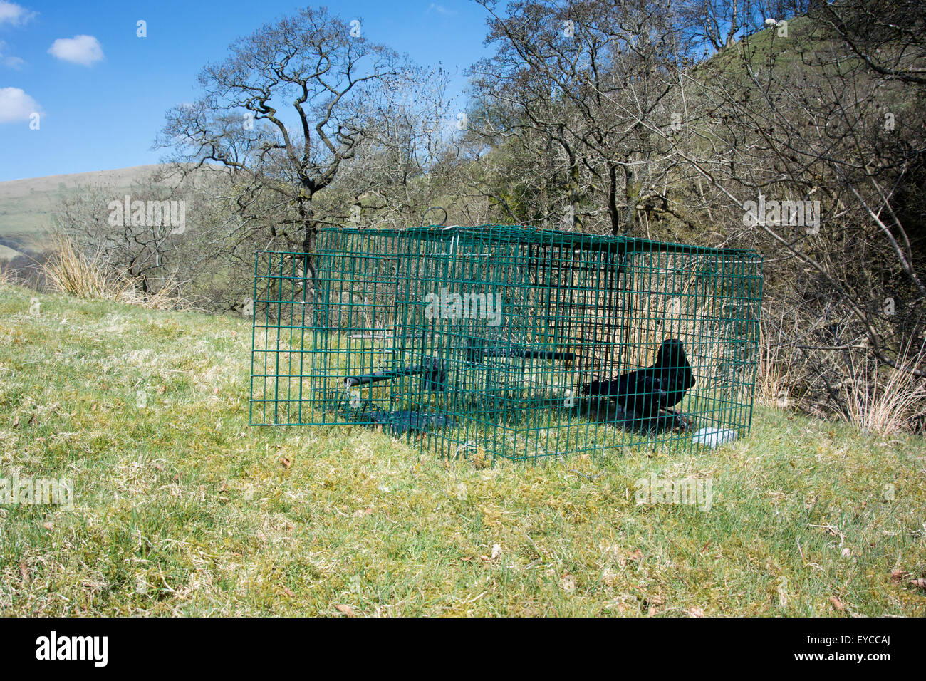 Carrion Crow in Larsen trap, used to control crow population in countryside. Cumbria, UK. Stock Photo