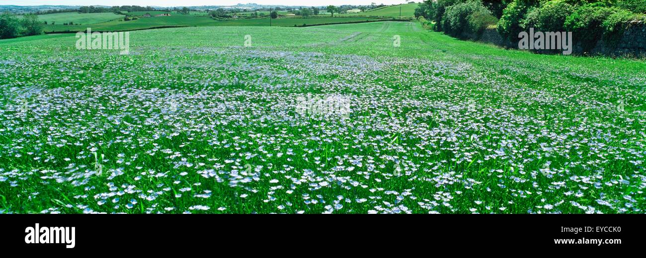 Flax, Seaforde, Co Down, Ireland Stock Photo Alamy