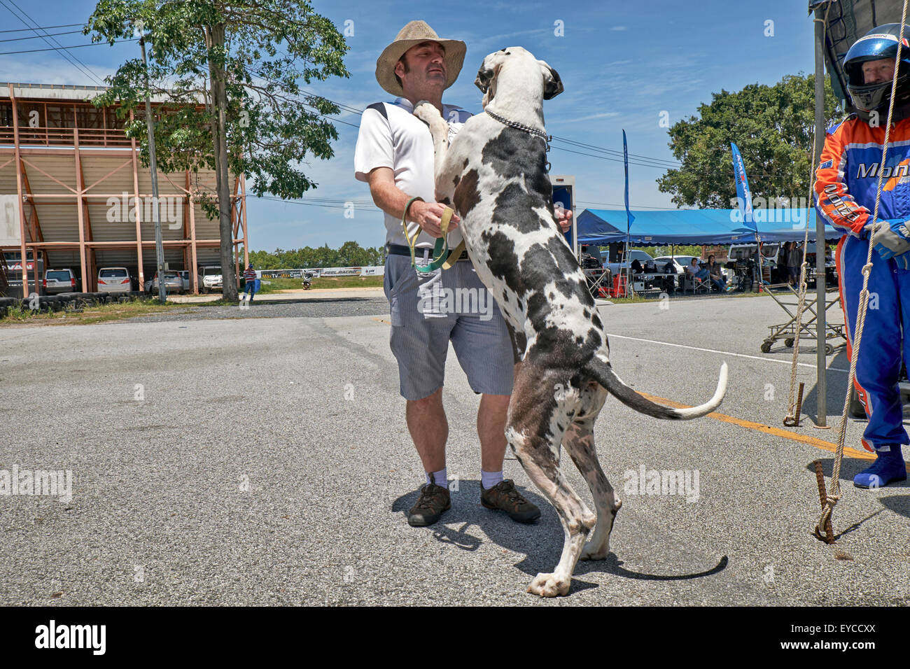 Great Dane Harlequin weighing 65 kilos and standing 2 metres tall affectionately greeting owner. Stock Photo