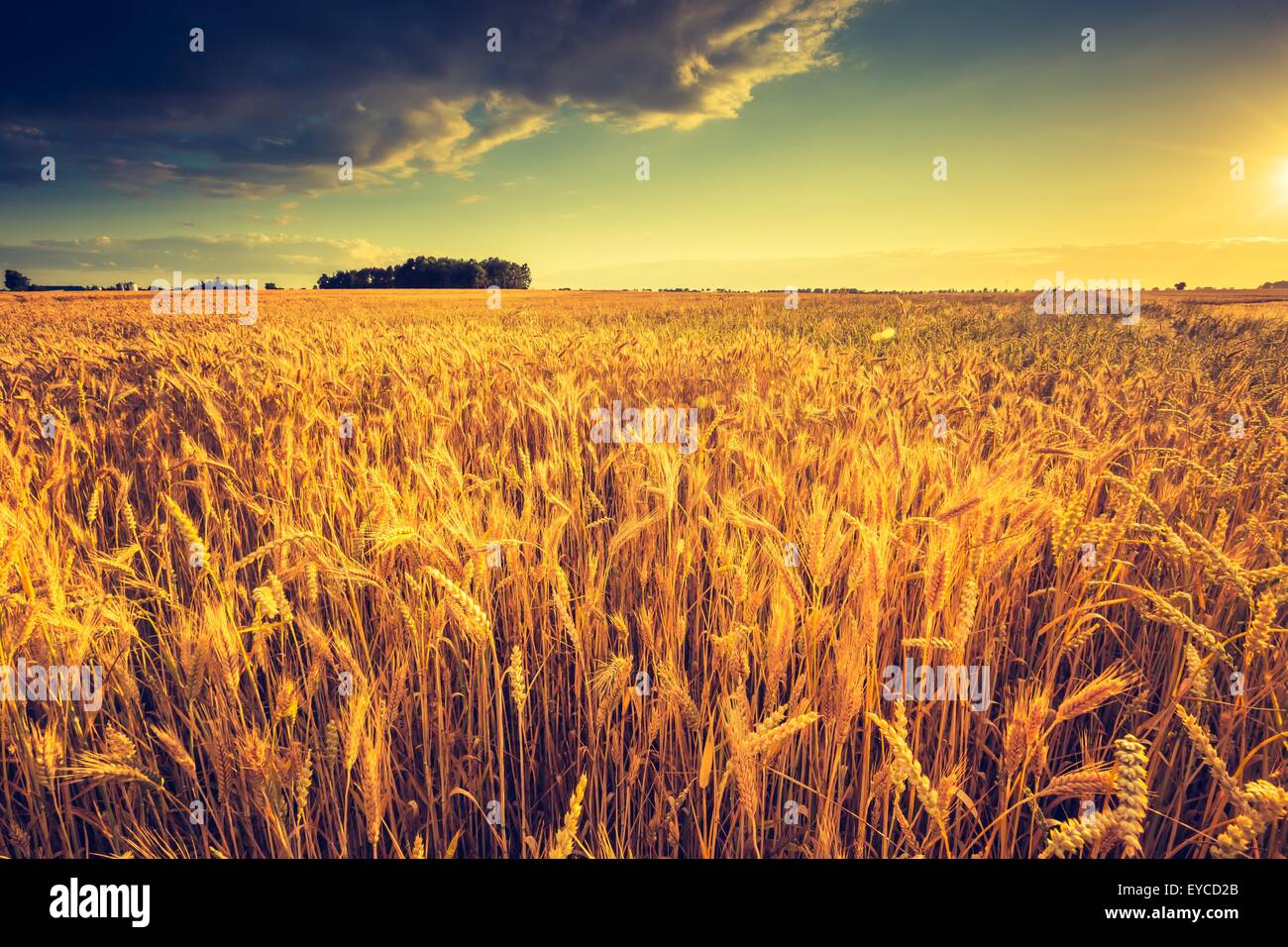 Corn field sunset hi-res stock photography and images - Alamy