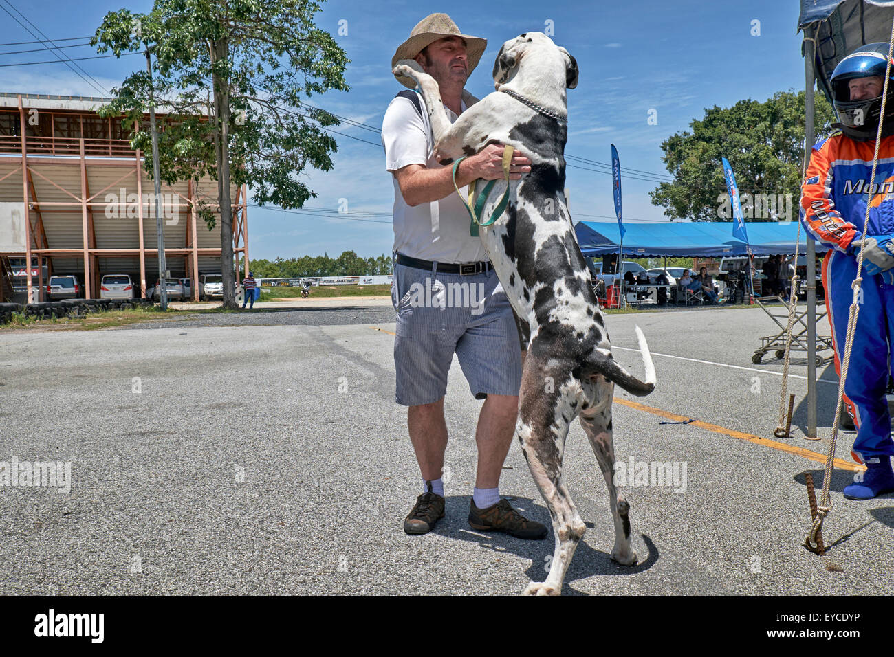 Great Dane Harlequin weighing 65 kilos and standing 2 metres tall affectionately greeting owner. Stock Photo