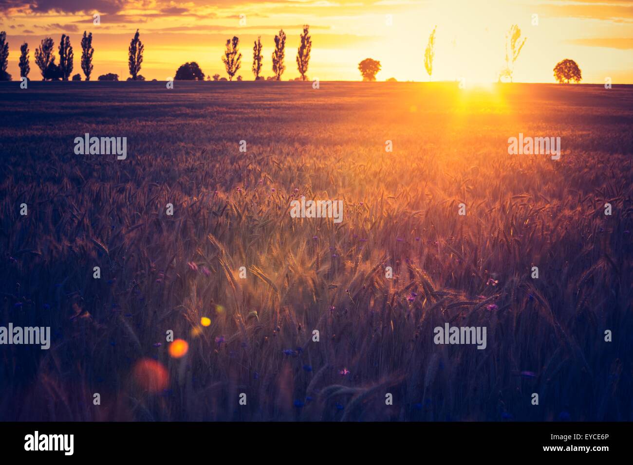 Vintage photo of sunset over corn field at summer. Beautiful grown corn ears in summertime field at sunset. Stock Photo