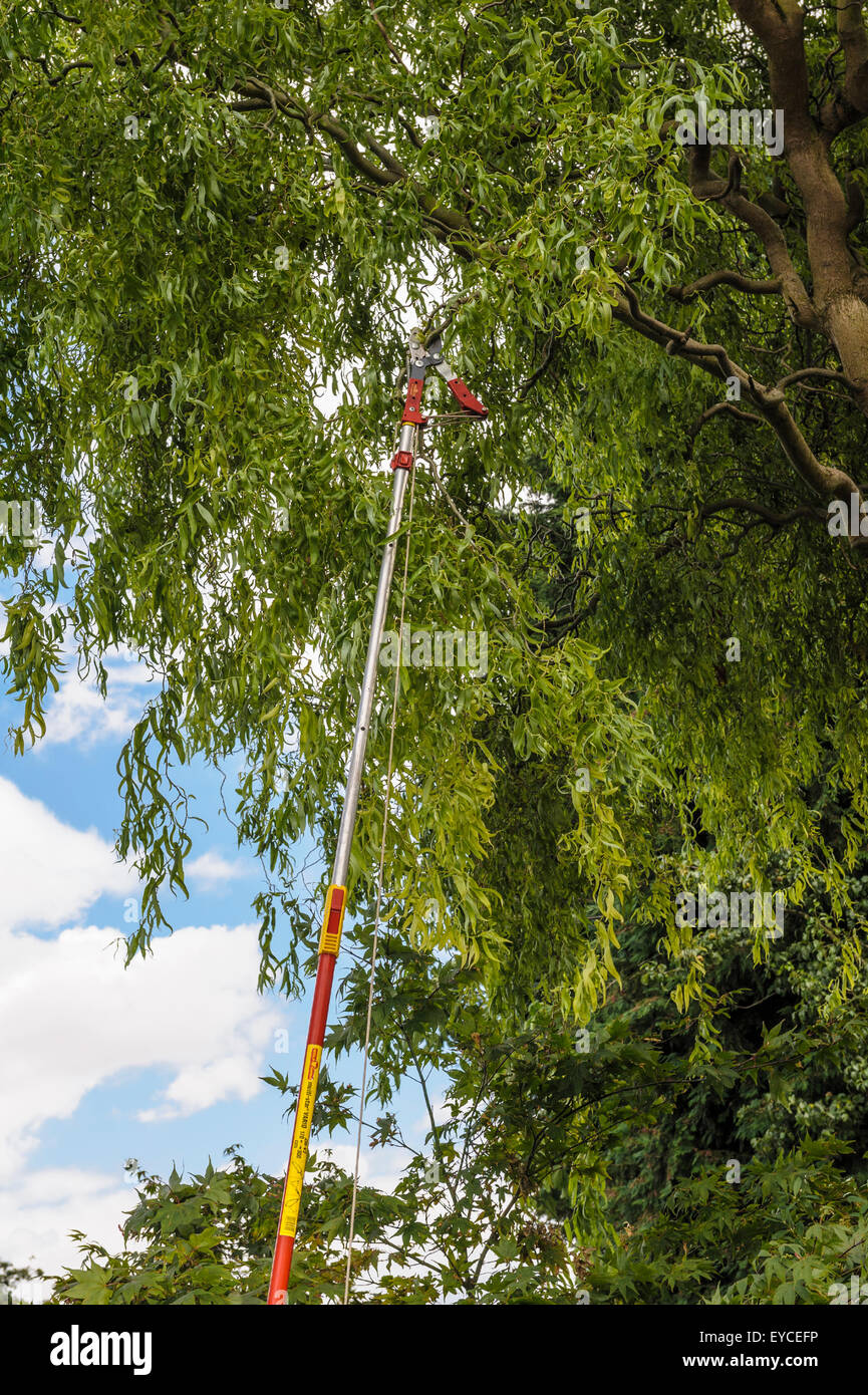 Long handled tree lopper Stock Photo Alamy