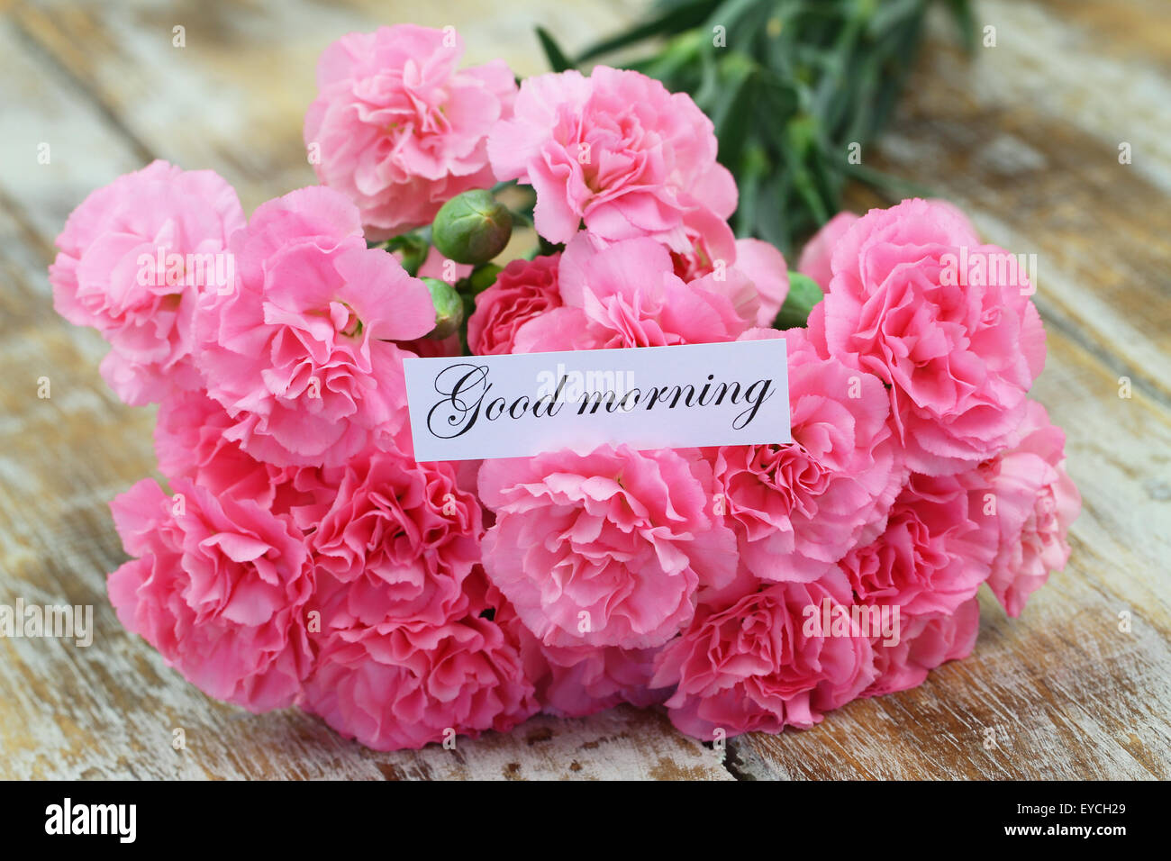 Good morning card with pink carnations Stock Photo Alamy
