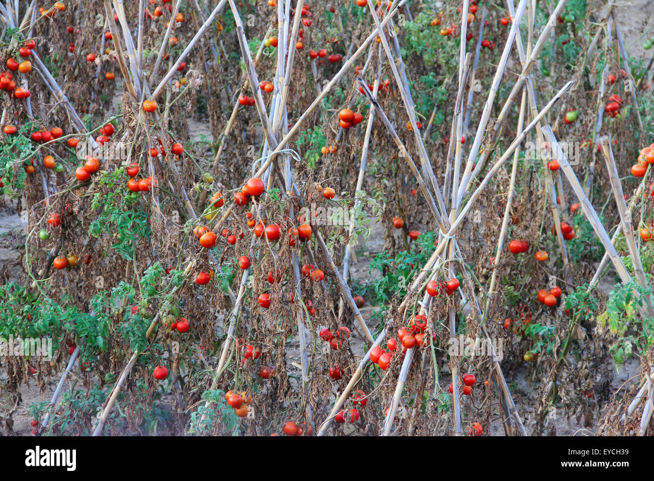 Tomato plant branch in foreground hi-res stock photography and images ...