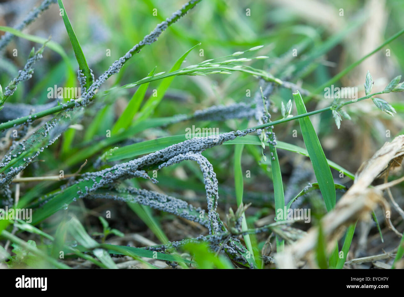 Grey slime mould on lawn grass Stock Photo