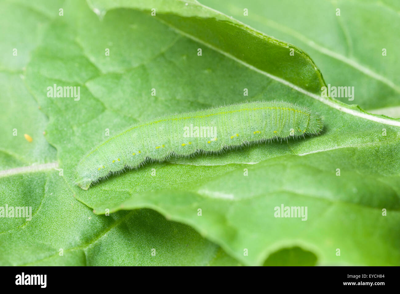 Cabbage white (small white) butterfly caterpillar Stock Photo