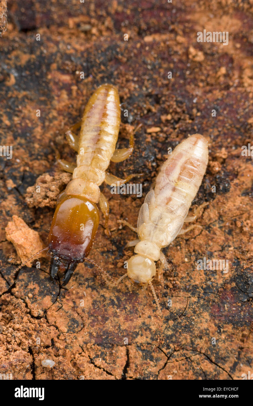 Termite soldier and developing reproductive termite Stock Photo