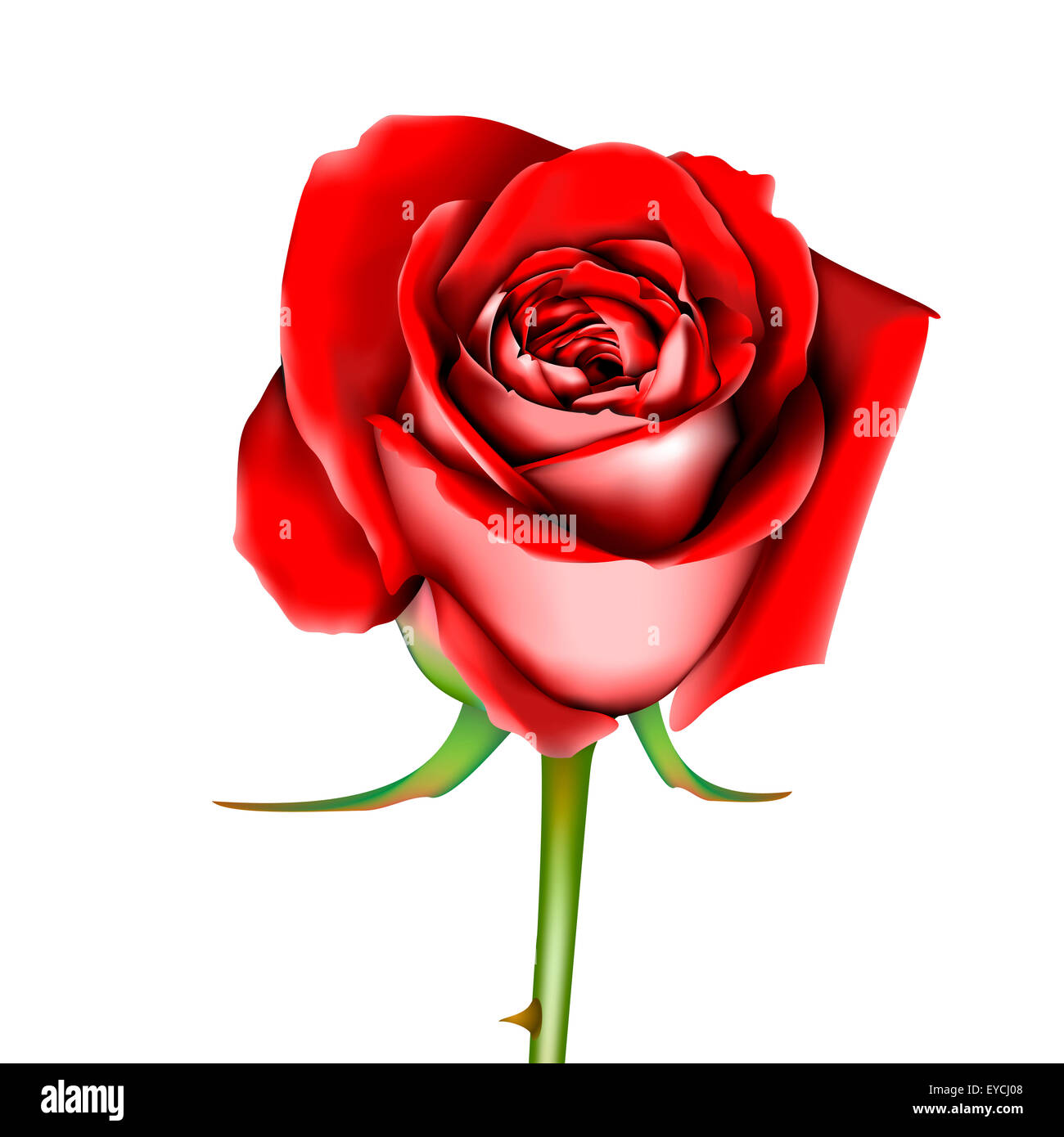 Red rose, vector Stock Photo - Alamy