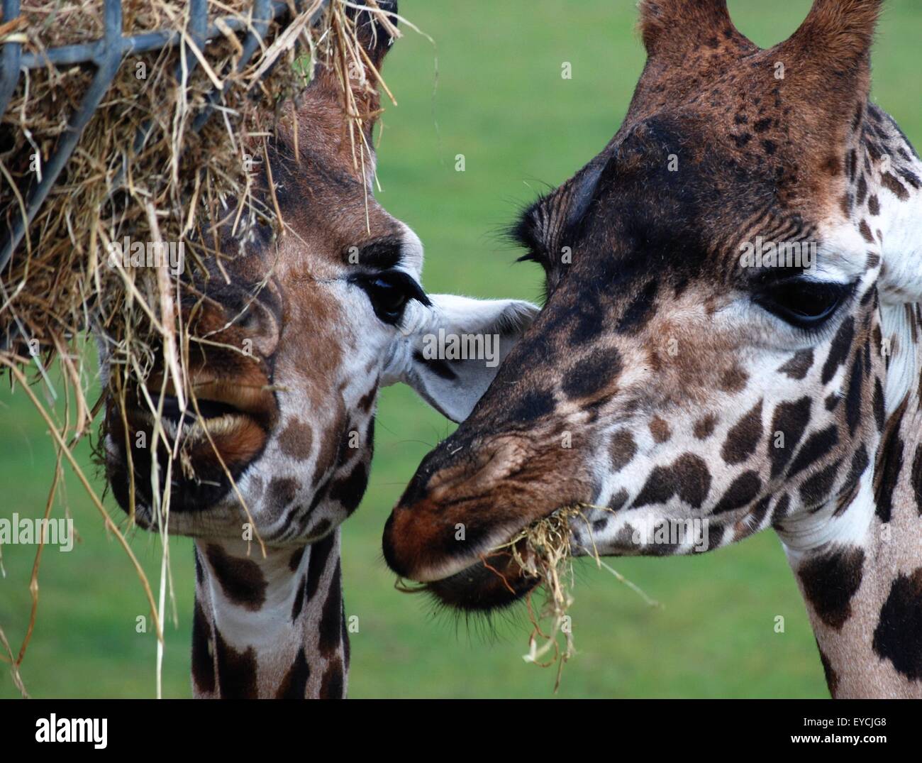 Giraffes feeding from a high feeder at Marwell Zoo, Hampshire, UK. Stock Photo