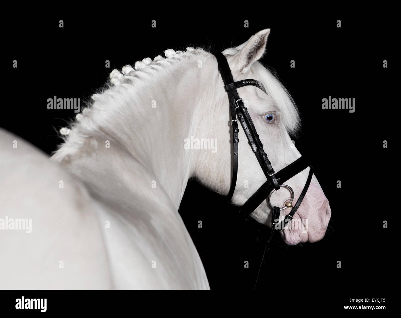 German white pony bridle against a black background, portrait Stock Photo