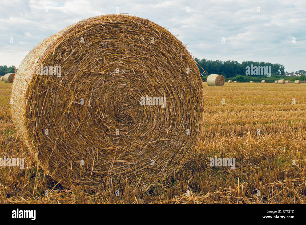Round bale of Barley straw on stubbles in Prusselstown, Athy, Co