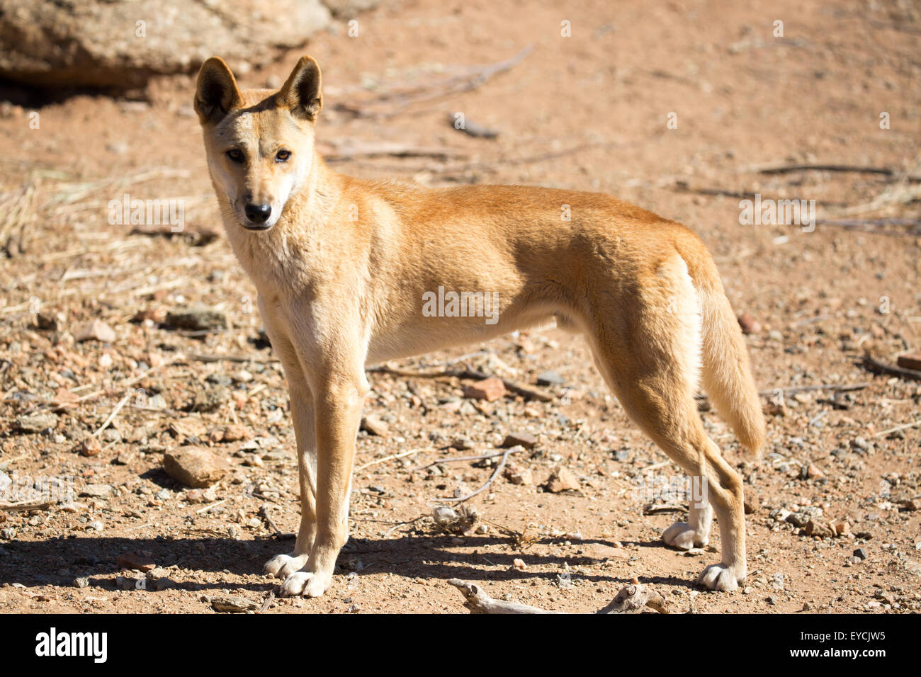 An alert wild dingo near Alice Springs, Northern Territory, Australia