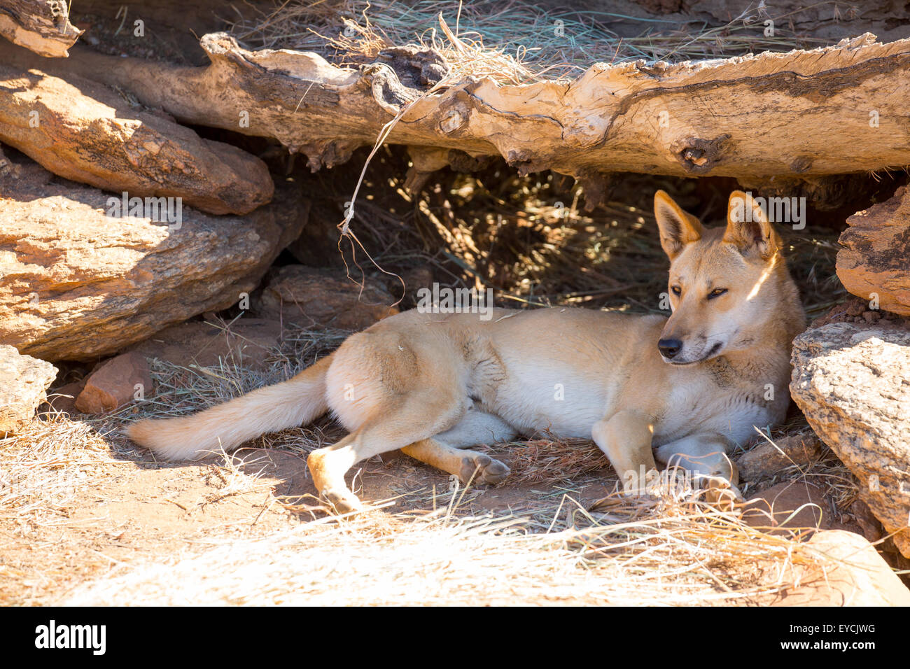 An alert wild dingo near Alice Springs, Northern Territory, Australia Stock Photo