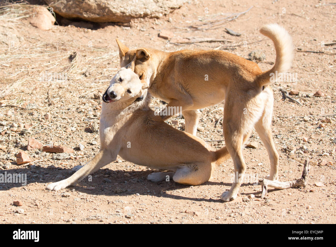 Dingoes australia hi-res stock photography and images - Alamy