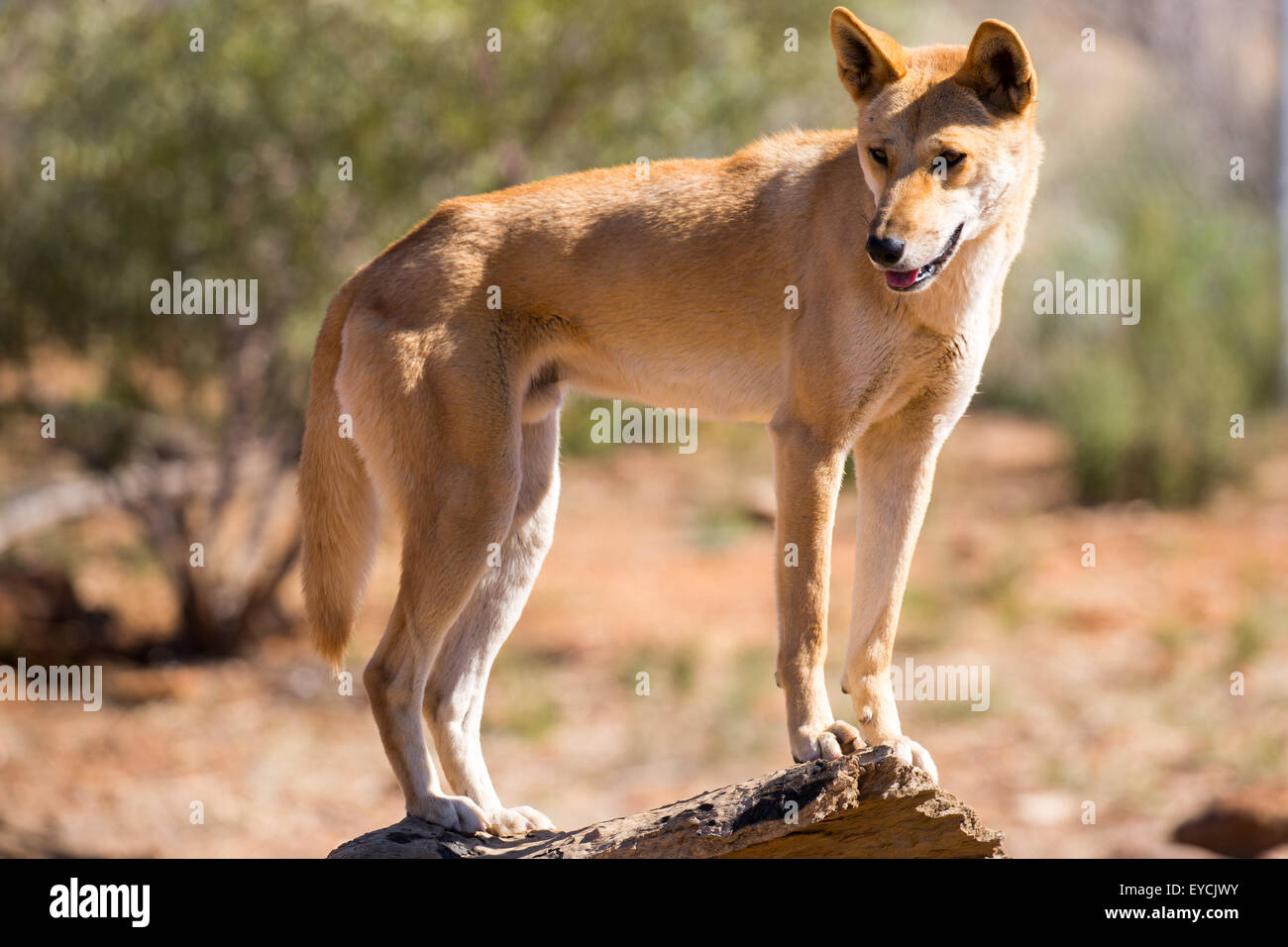 An alert wild dingo near Alice Springs, Northern Territory, Australia Stock Photo
